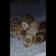 Dachshund (Standard &amp; Miniature) - Both