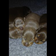 Dachshund (Standard &amp; Miniature) - Both