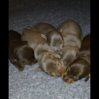 Dachshund (Standard &amp; Miniature) - Both
