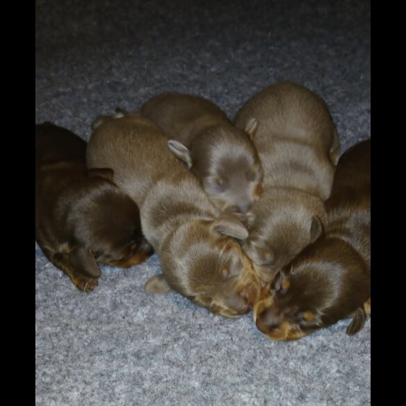 Dachshund (Standard &amp; Miniature) - Both