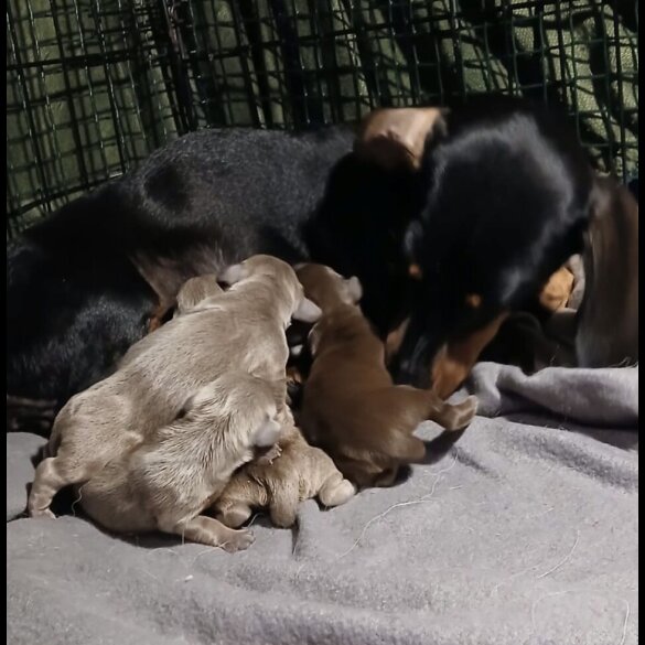 Dachshund (Standard &amp; Miniature) - Both