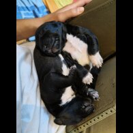 Dalmatian - Both