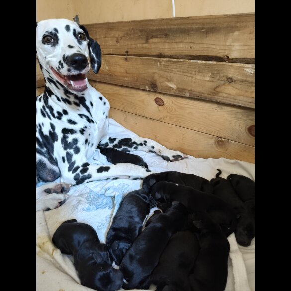 Dalmatian - Both