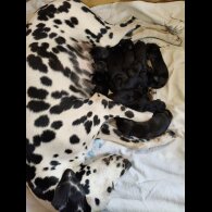 Dalmatian - Both