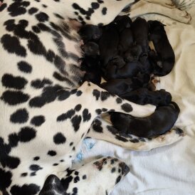 Dalmatian - Both