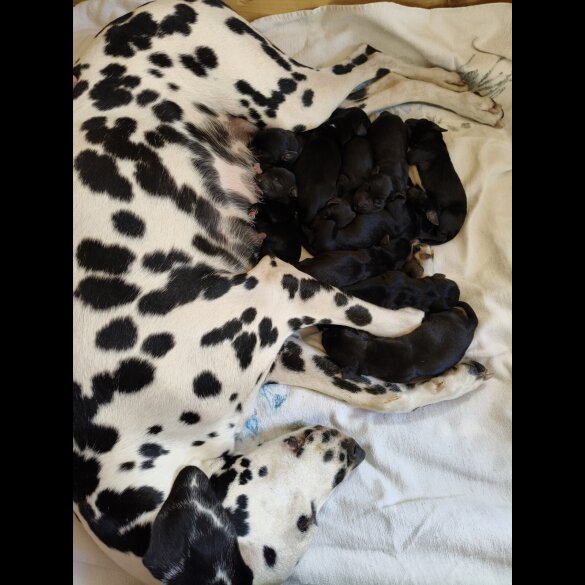 Dalmatian - Both