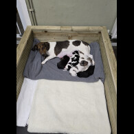 Dachshund (Standard &amp; Miniature) - Both