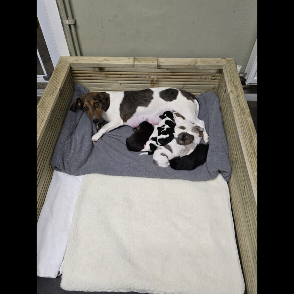 Dachshund (Standard &amp; Miniature) - Both