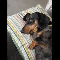 Dachshund (Standard &amp; Miniature) - Both