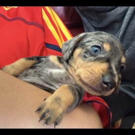 Dachshund (Standard &amp; Miniature) - Both