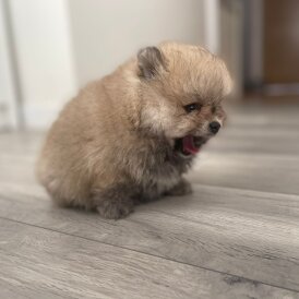 Pomeranian - Bitches