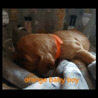 Cavalier King Charles Spaniel - Both