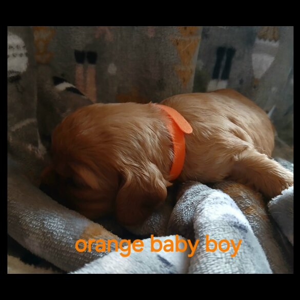 Cavalier King Charles Spaniel - Both