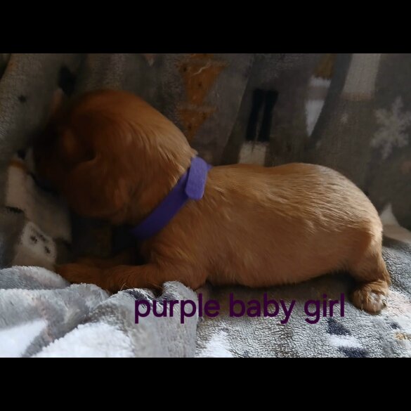 Cavalier King Charles Spaniel - Both