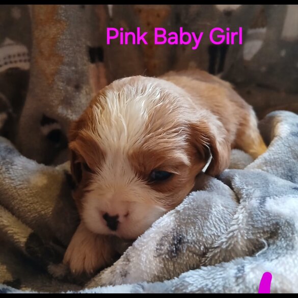 Cavalier King Charles Spaniel - Both