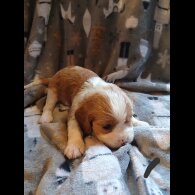 Cavalier King Charles Spaniel - Both