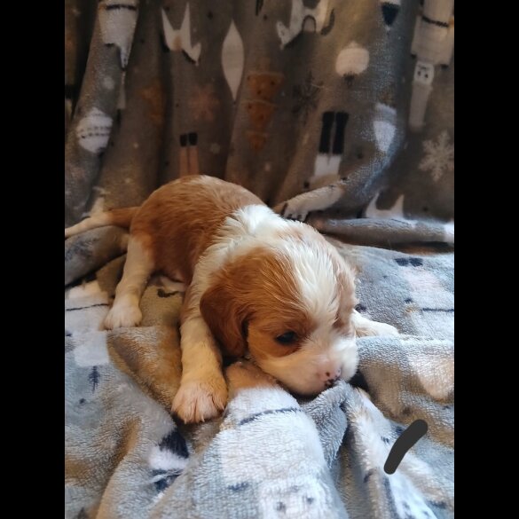 Cavalier King Charles Spaniel - Both