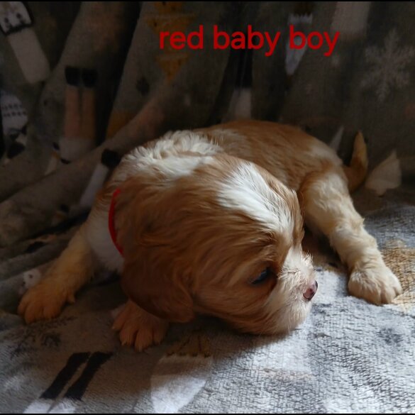 Cavalier King Charles Spaniel - Both