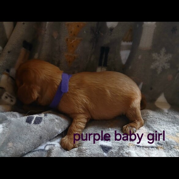 Cavalier King Charles Spaniel - Both