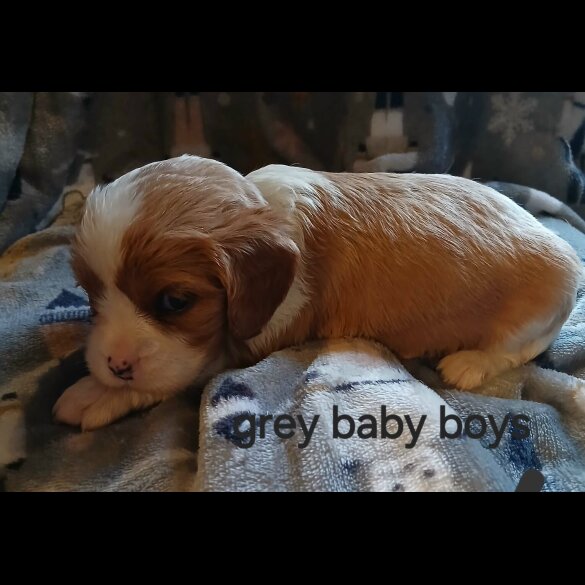 Cavalier King Charles Spaniel - Both