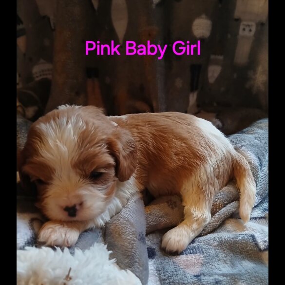 Cavalier King Charles Spaniel - Both