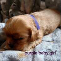 Cavalier King Charles Spaniel - Both