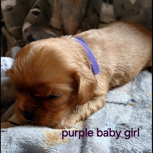 Cavalier King Charles Spaniel - Both