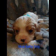 Cavalier King Charles Spaniel - Both