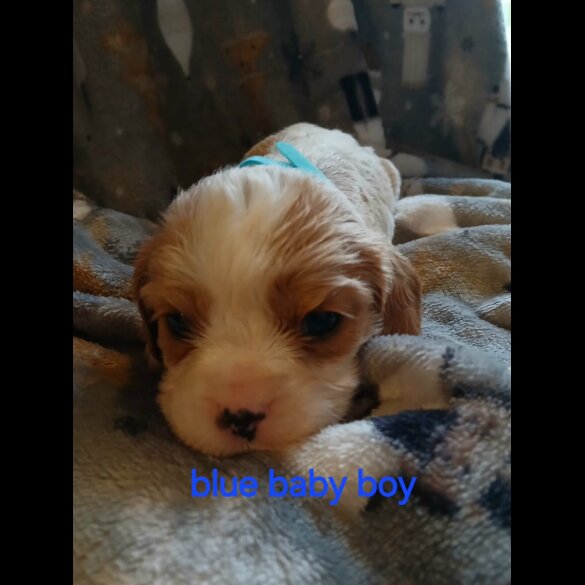 Cavalier King Charles Spaniel - Both