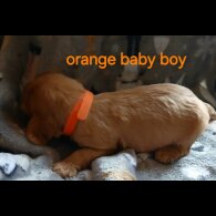 Cavalier King Charles Spaniel - Both