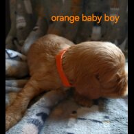 Cavalier King Charles Spaniel - Both