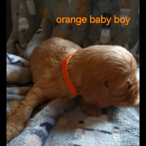 Cavalier King Charles Spaniel - Both