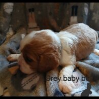 Cavalier King Charles Spaniel - Both