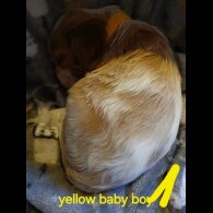 Cavalier King Charles Spaniel - Both