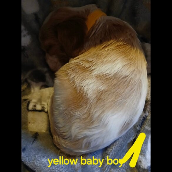 Cavalier King Charles Spaniel - Both