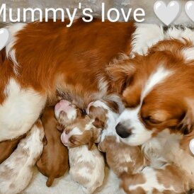 Cavalier King Charles Spaniel - Both