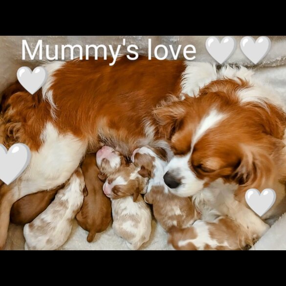 Cavalier King Charles Spaniel - Both