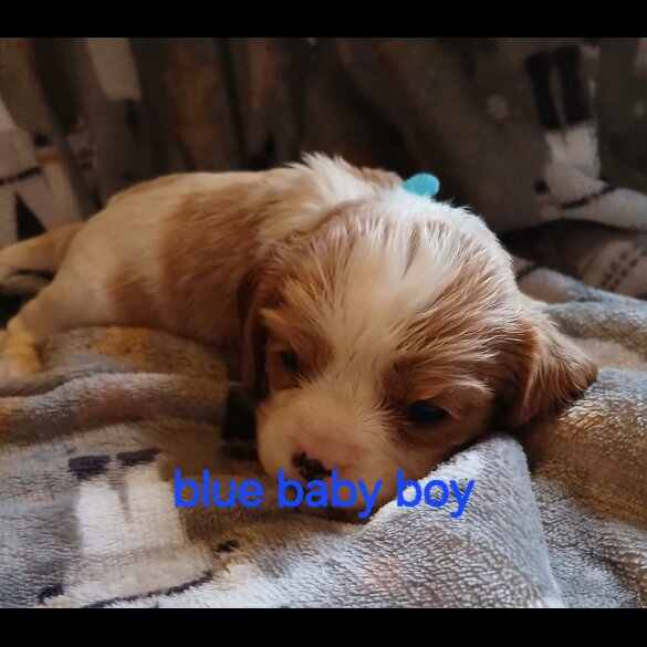 Cavalier King Charles Spaniel - Both