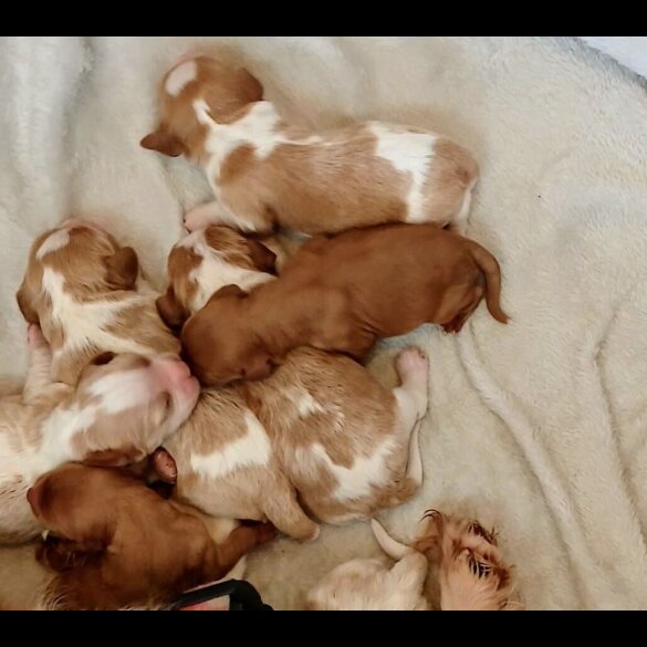 Cavalier King Charles Spaniel - Both