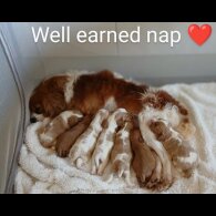 Cavalier King Charles Spaniel - Both