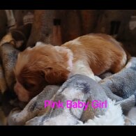 Cavalier King Charles Spaniel - Both