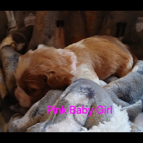 Cavalier King Charles Spaniel - Both
