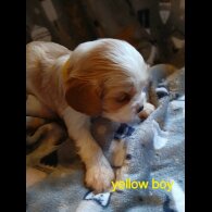 Cavalier King Charles Spaniel - Both
