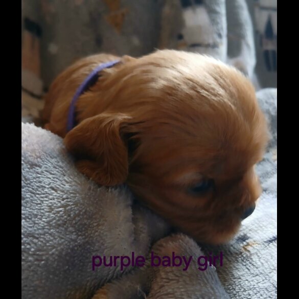 Cavalier King Charles Spaniel - Both