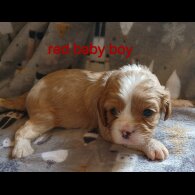 Cavalier King Charles Spaniel - Both