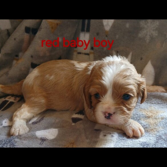 Cavalier King Charles Spaniel - Both