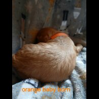 Cavalier King Charles Spaniel - Both