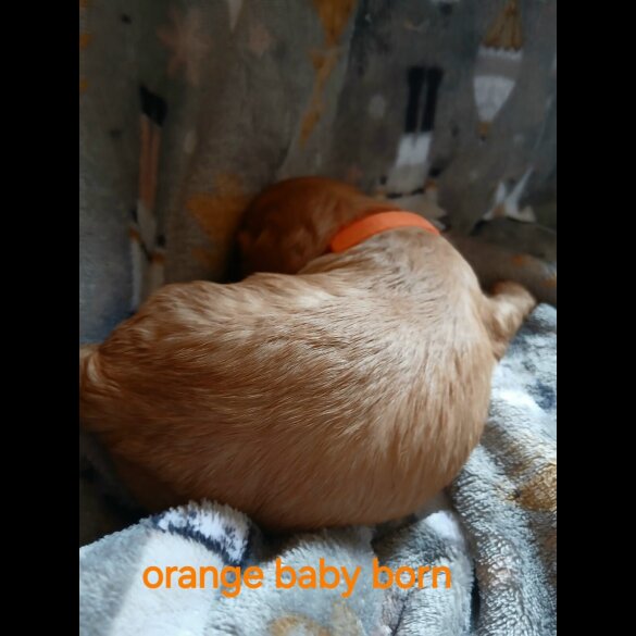 Cavalier King Charles Spaniel - Both