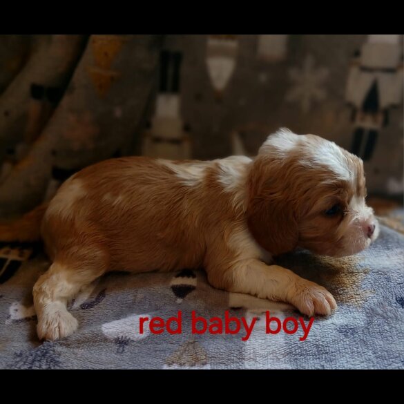 Cavalier King Charles Spaniel - Both