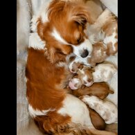 Cavalier King Charles Spaniel - Both